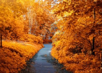 Geçen Yılları / Erdal Bila