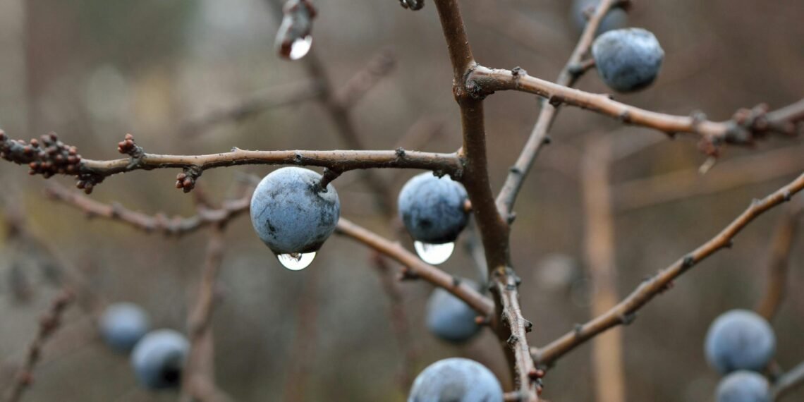 İNSANIN ÖZGÜRLÜĞÜNE GİDEN YOL: SPİNOSA’NIN ÜÇ İNSANİ İLLETİ / Aylin KOÇ